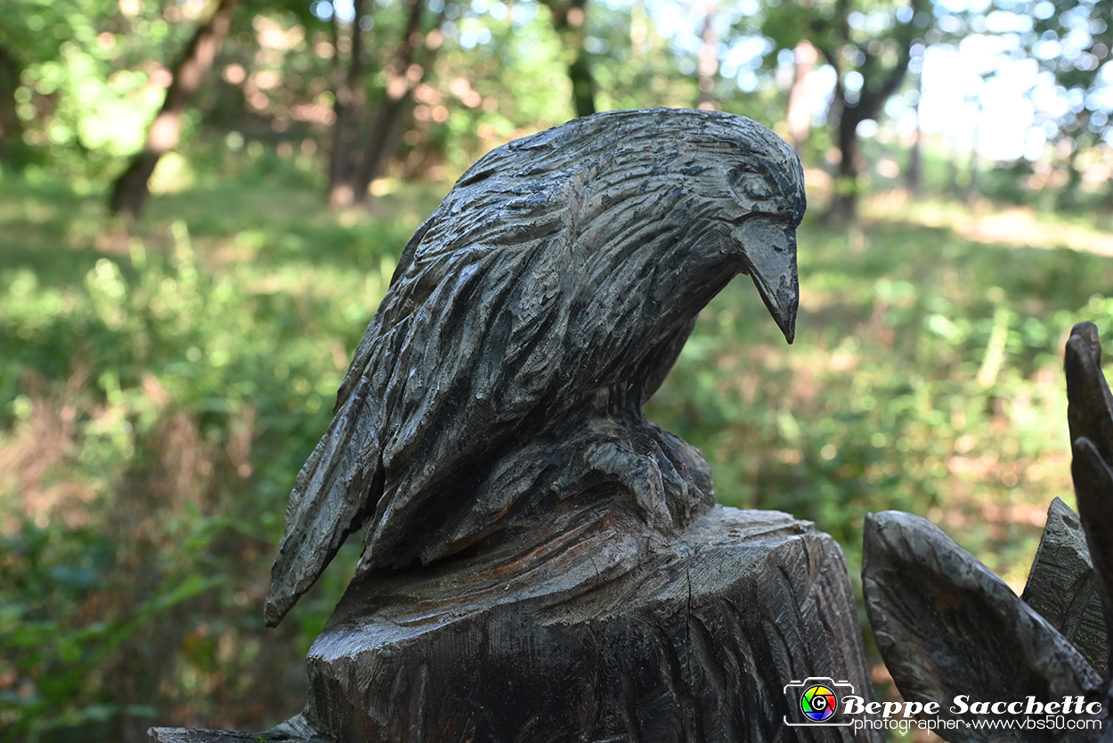 VBS_4757 - Il bosco fatato - Montaldo Roero.jpg